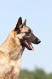 MALINOIS 764